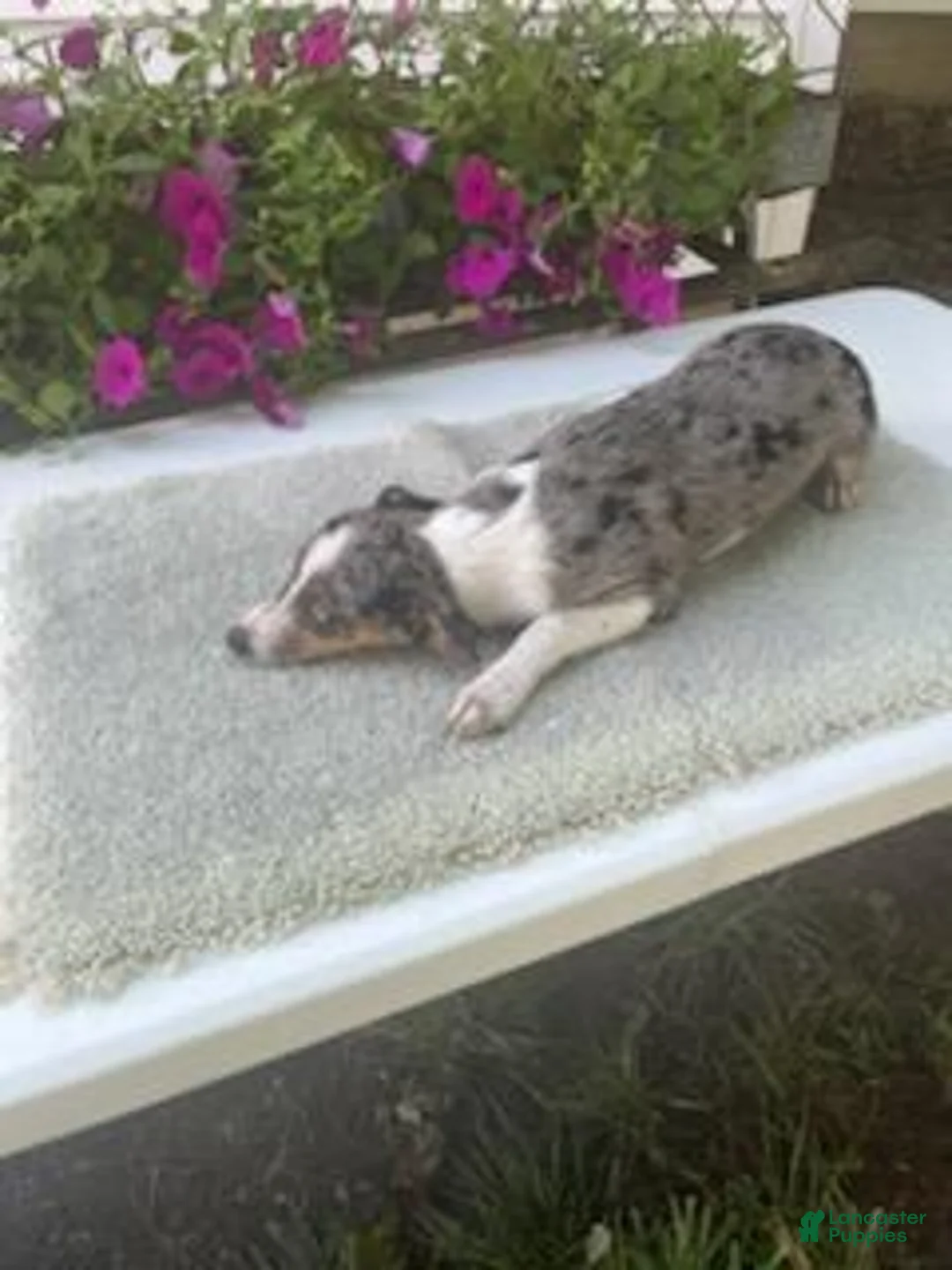 Mixed Breed dogs for sale: Mixed Breed 4 Macy - Ad 4