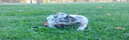 French Bulldog dogs for sale: Zoey - Ad 6