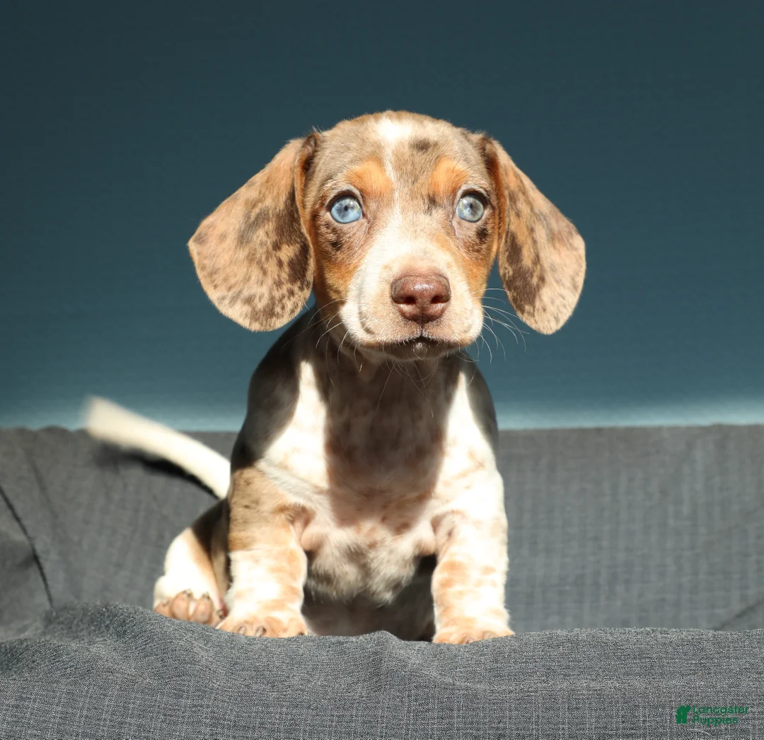 Miniature Dachshund dogs for sale: Sunny - Ad 9