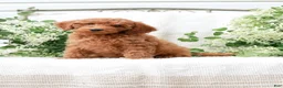 Mini Goldendoodle dogs for sale: Levi - Ad 4