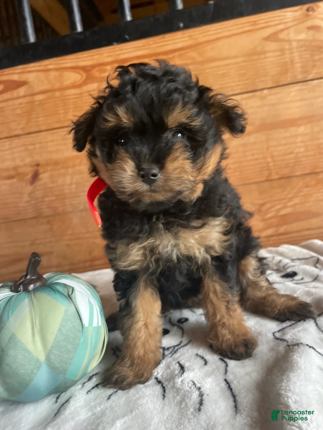 Pomapoo dogs for sale: Polly - Ad 2