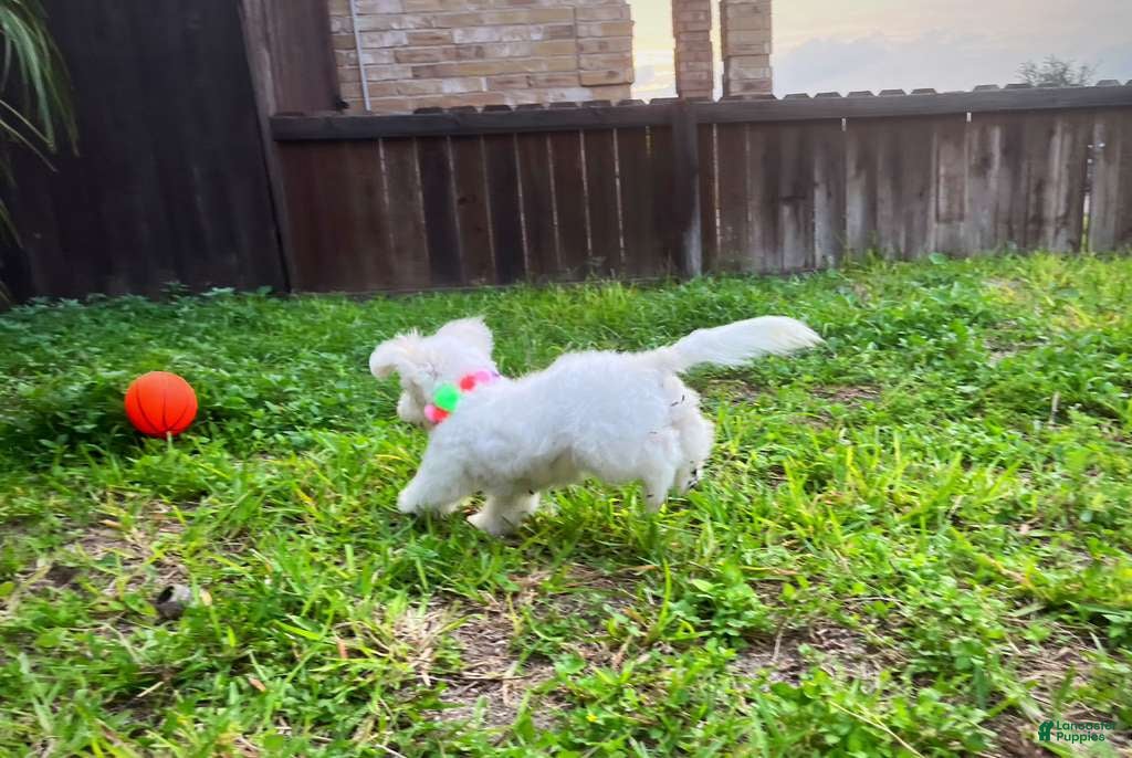 Maltipoo dogs Snow White - Ad 2
