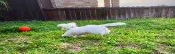 Maltipoo dogs for sale: Snow White - Ad 2
