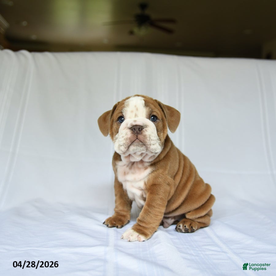 English Bulldog dogs Hero - Ad 1