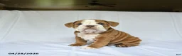 English Bulldog dogs for sale: Hero - Ad 1
