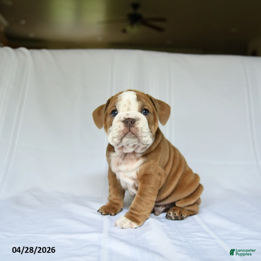 English Bulldog dogs for sale: Hero - Ad 1
