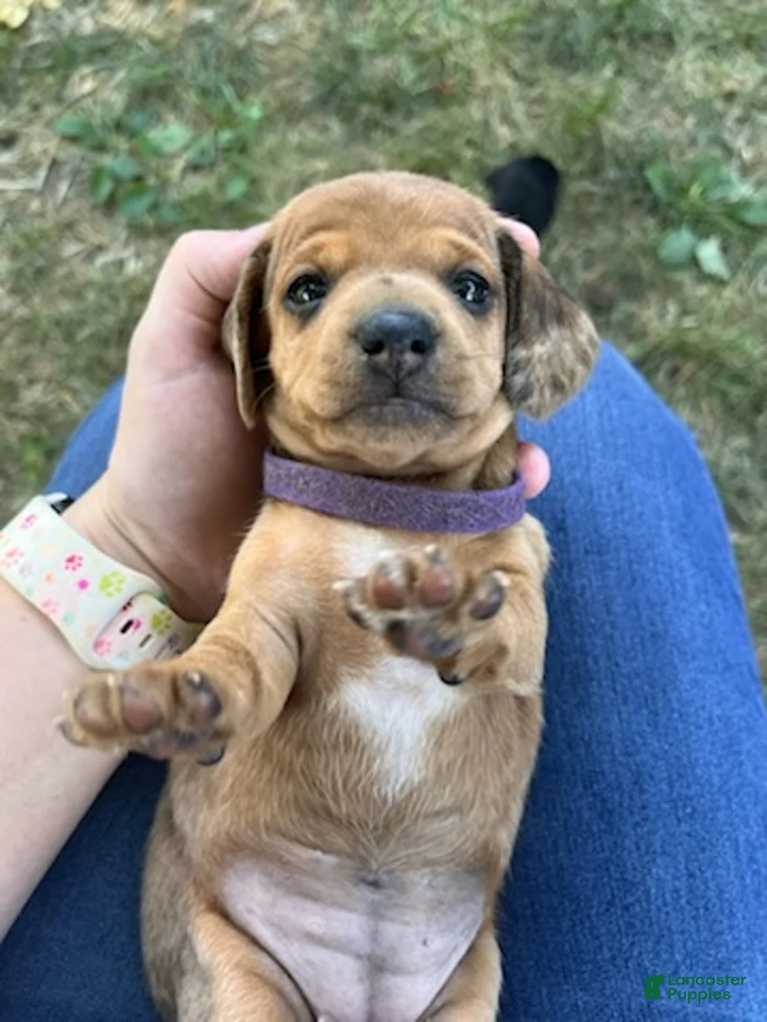 Miniature Dachshund dogs for sale: Girl 1 - Ad 10
