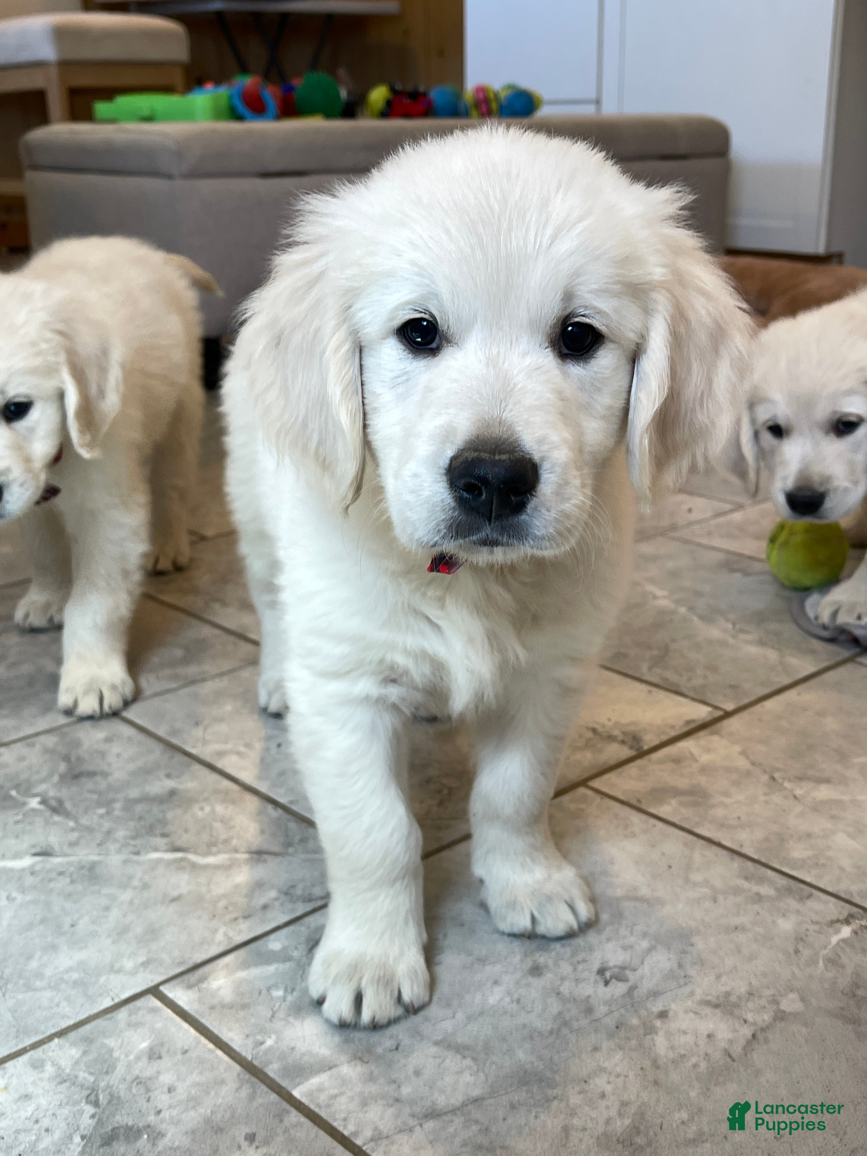 Golden Retriever (Golden Retriever, Male) in Sugarcreek, OH