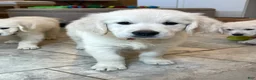Golden Retriever dogs for sale: Cream Puff - Ad 1