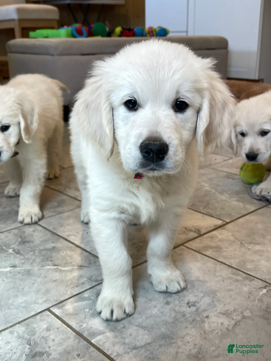 Golden Retriever dogs for sale: Cream Puff - Ad 1