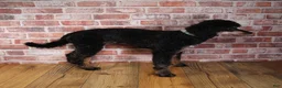Miniature Poodle dogs for sale: Miniature Poodle 1 - Ad 6