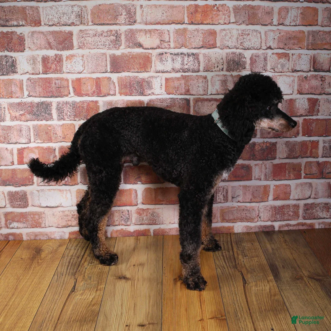Miniature Poodle dogs for sale: Miniature Poodle 1 - Ad 6