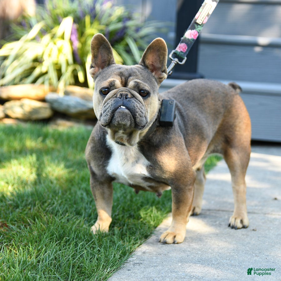 French Bulldog Puppies for sale under $500 Lancaster Puppies