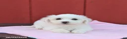 Maltese dogs for sale: Nicole - Ad 3