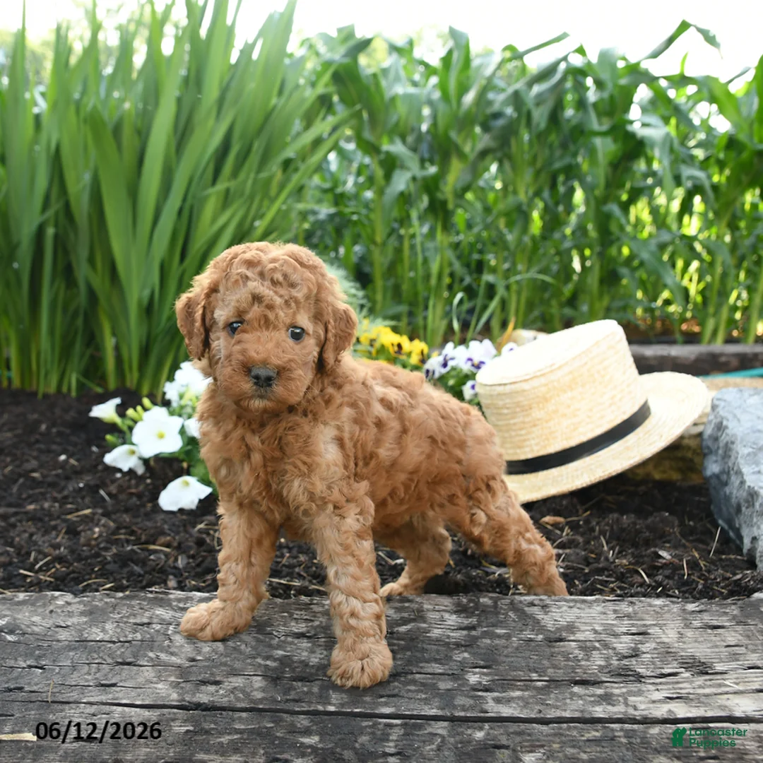 Miniature Poodle dogs for sale: Nixie - Ad 2