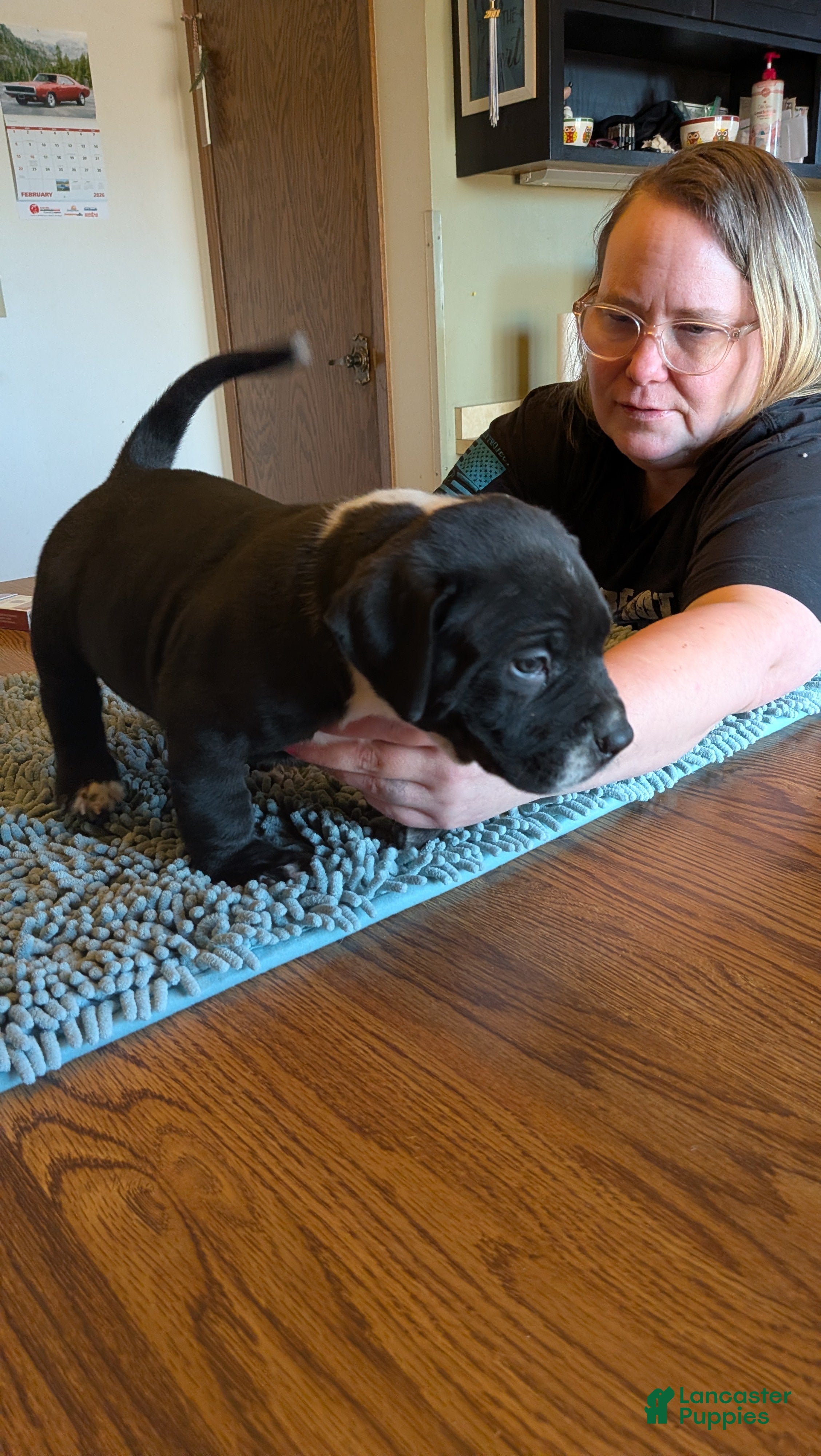 American Bully dogs American Bully Puppy 1 - Ad 3