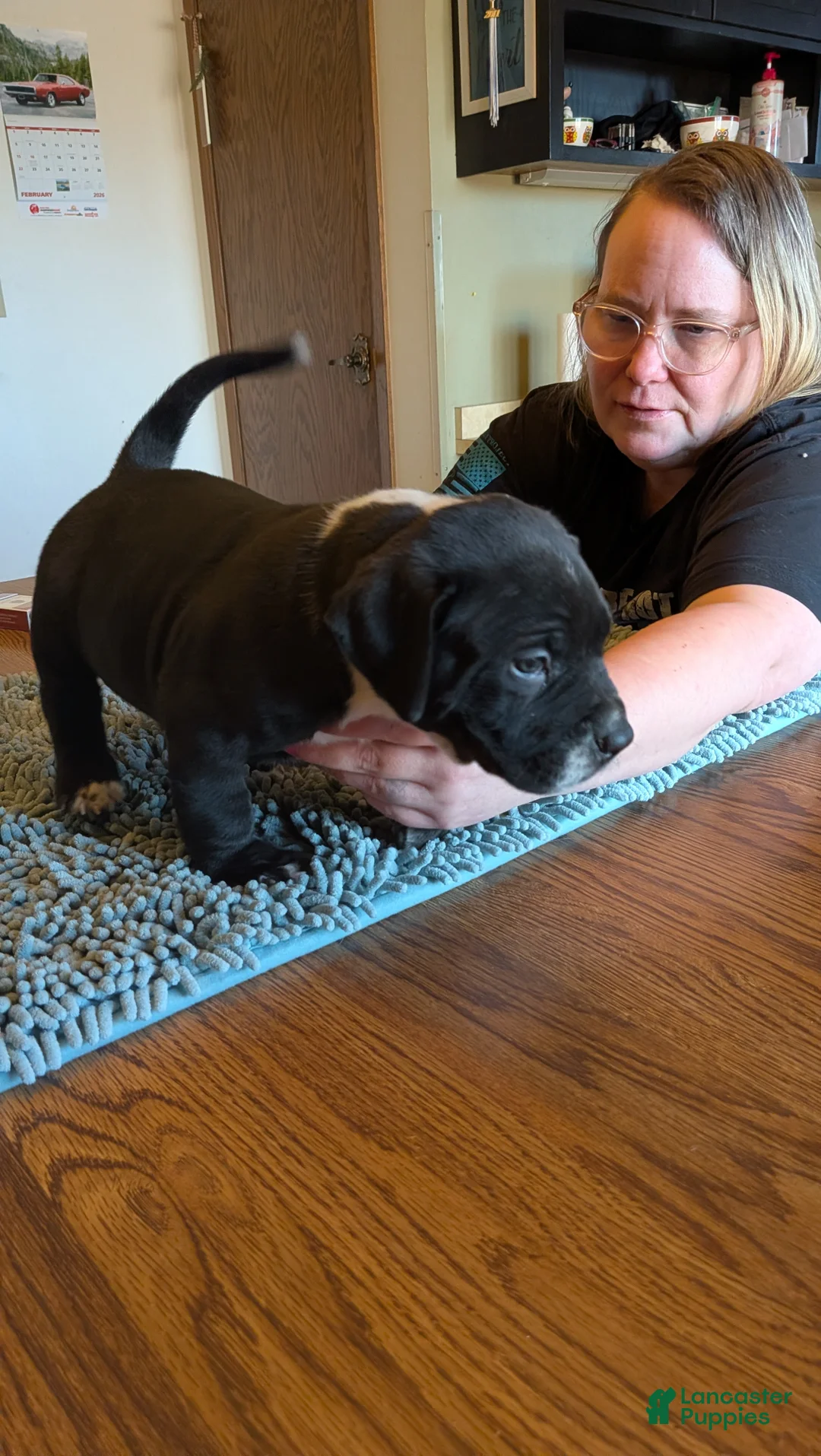 American Bully dogs for sale: American Bully Puppy 1 - Ad 1