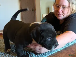 American Bully dogs American Bully Puppy 1 - Ad 4