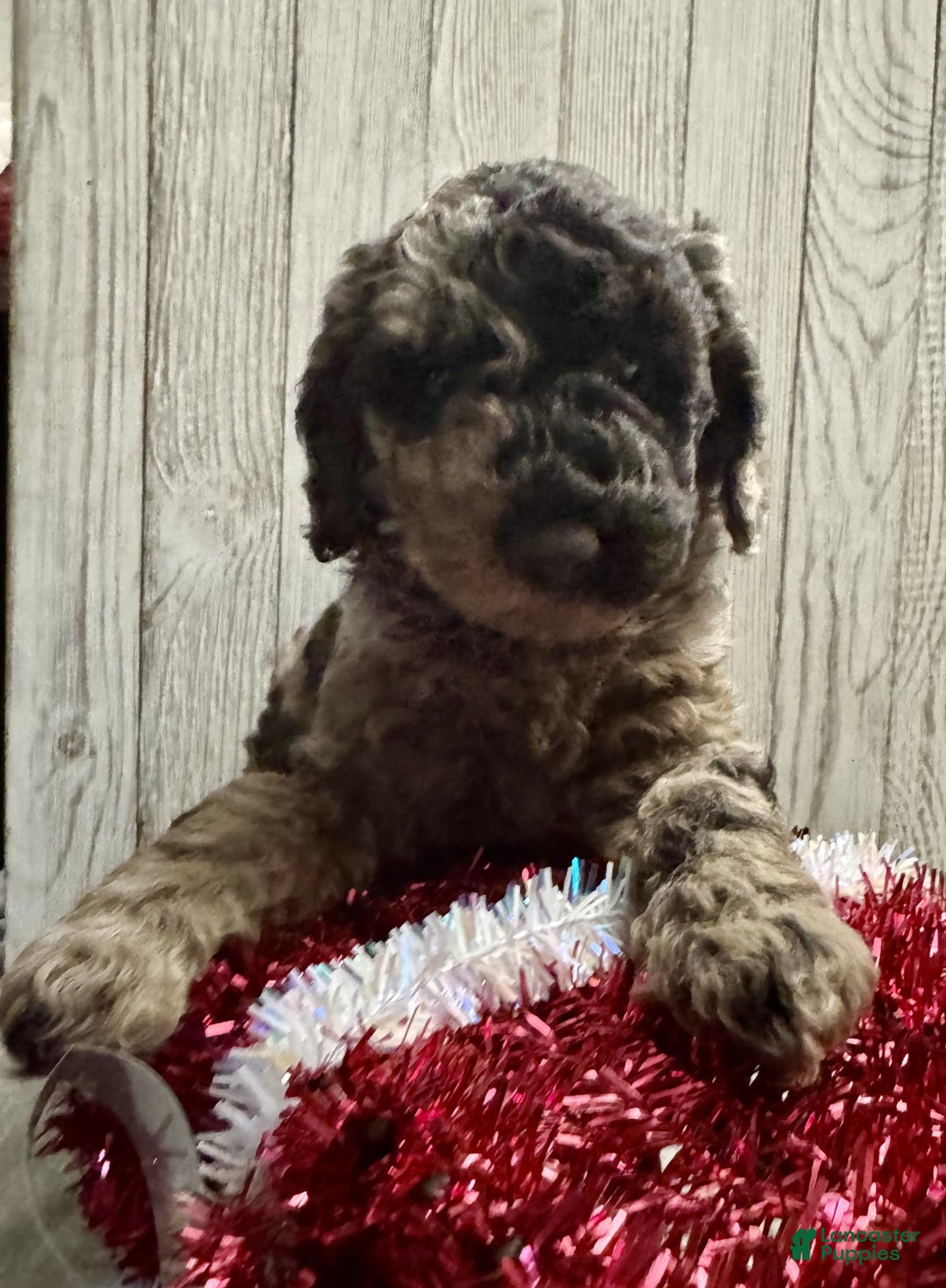 Mixed Breed dogs for sale: Jade - Ad 4