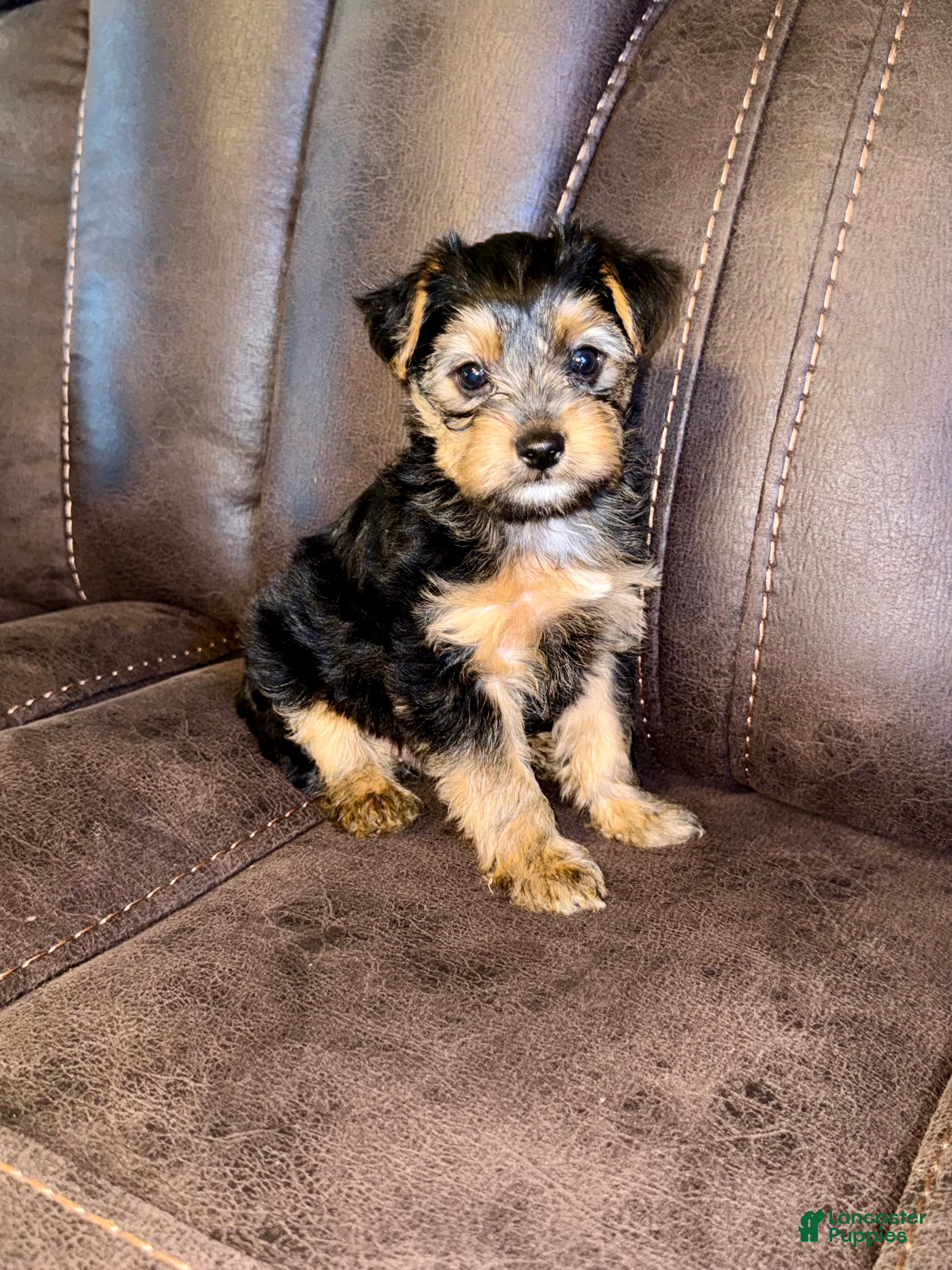 Yorkshire Terrier dogs Yorkshire Terrier 4 - Ad 38