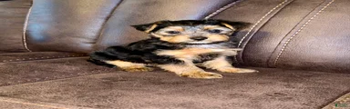 Yorkshire Terrier 4