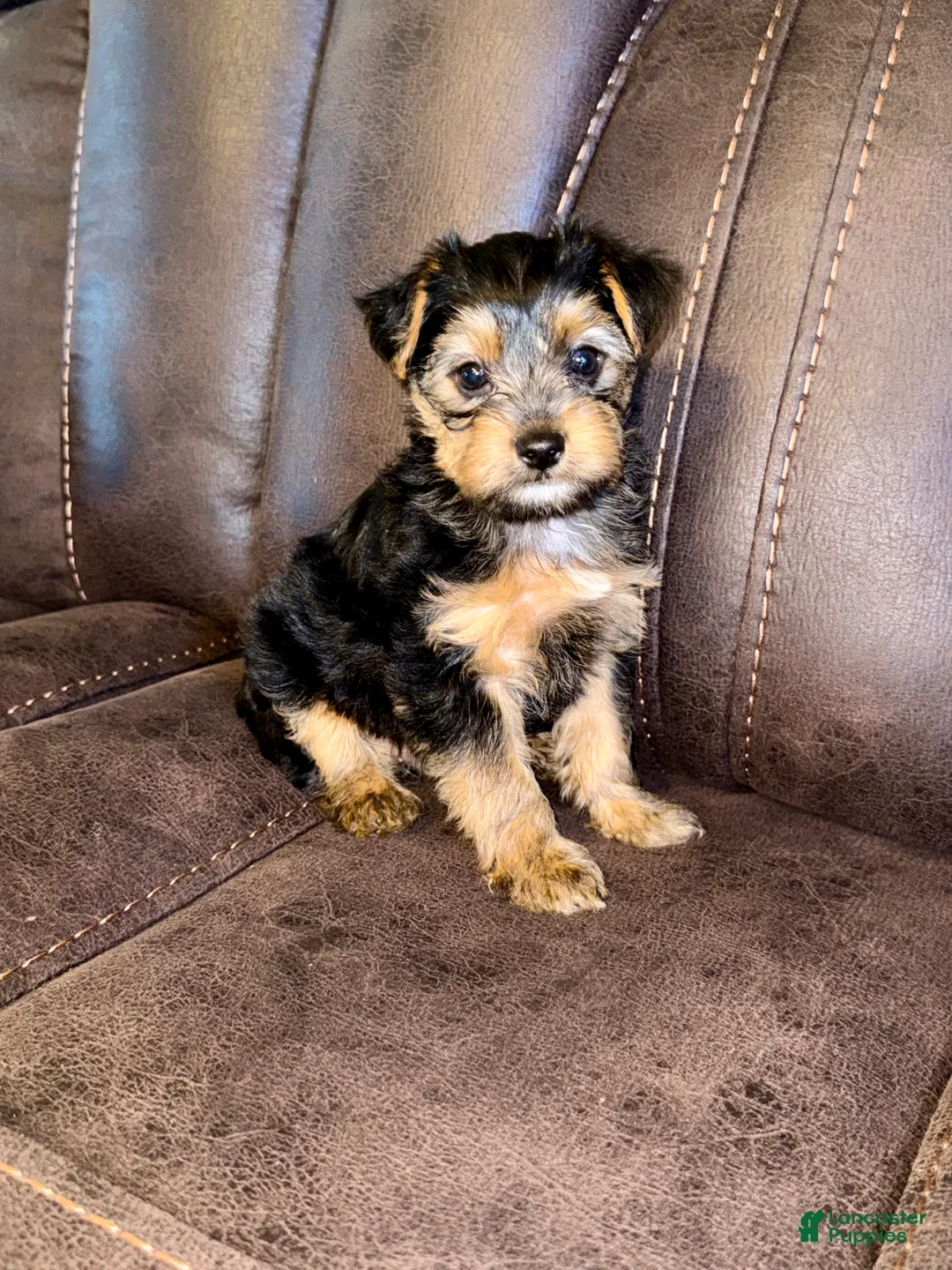 Yorkshire Terrier dogs for sale: Yorkshire Terrier 4 - Ad 1