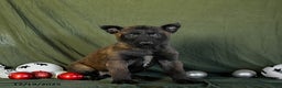 Belgian Malinois dogs for sale: Opal - Ad 2