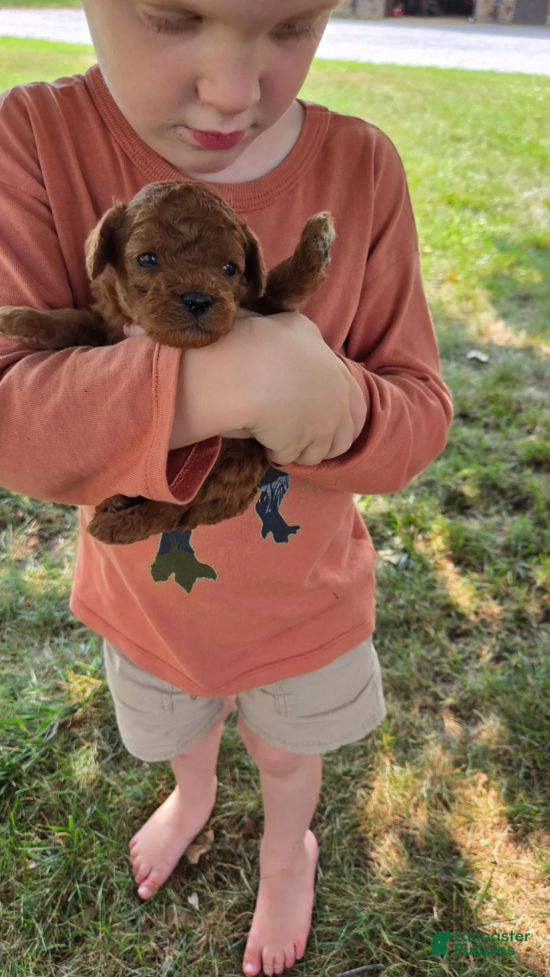 Cavapoo dogs for sale: Fiona - Ad 1