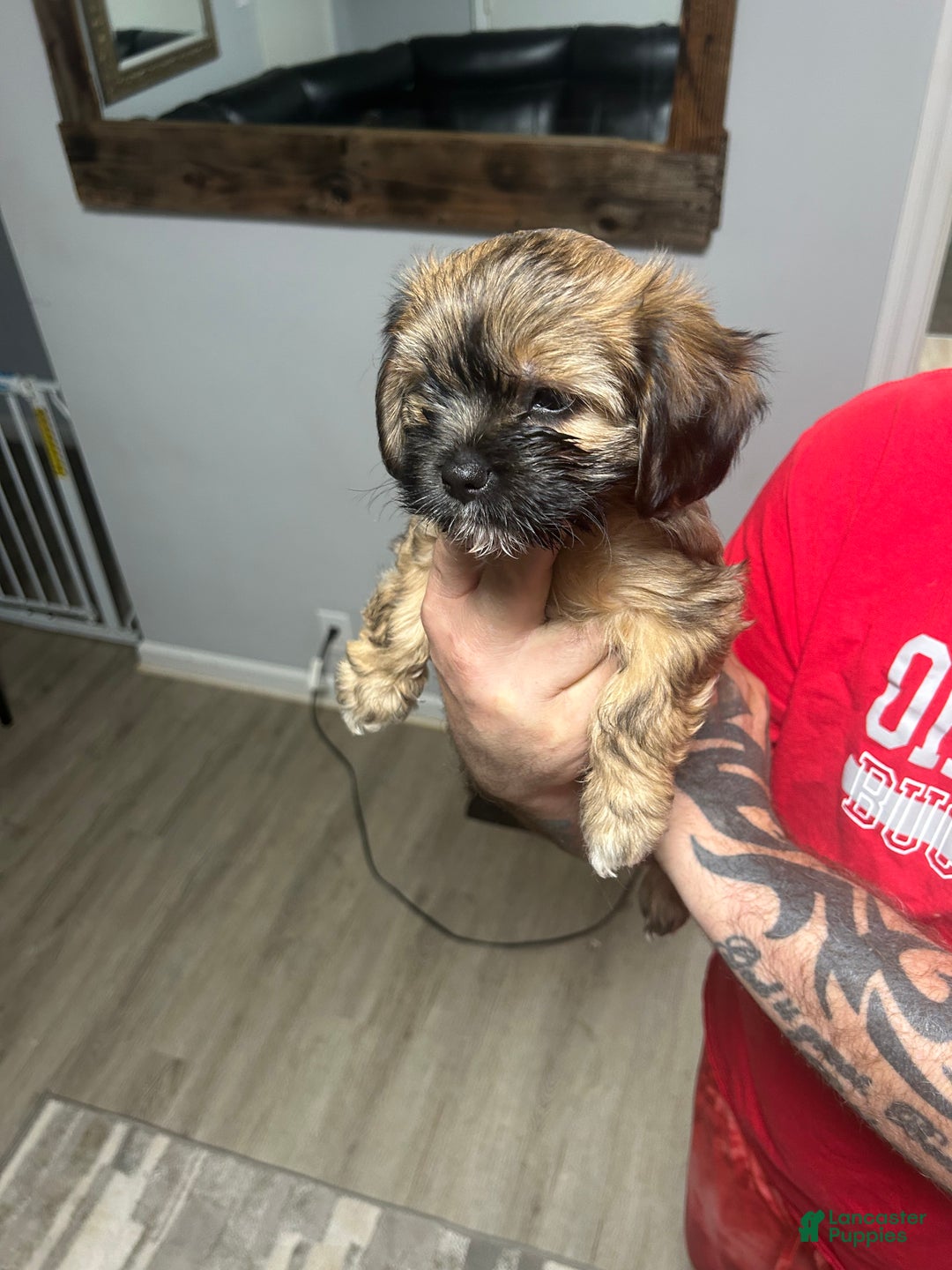 Shih Tzu dogs for sale: Teddy Bear Puppy 3 - Ad 3
