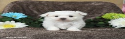 Maltese dogs for sale: Glendon - Ad 2