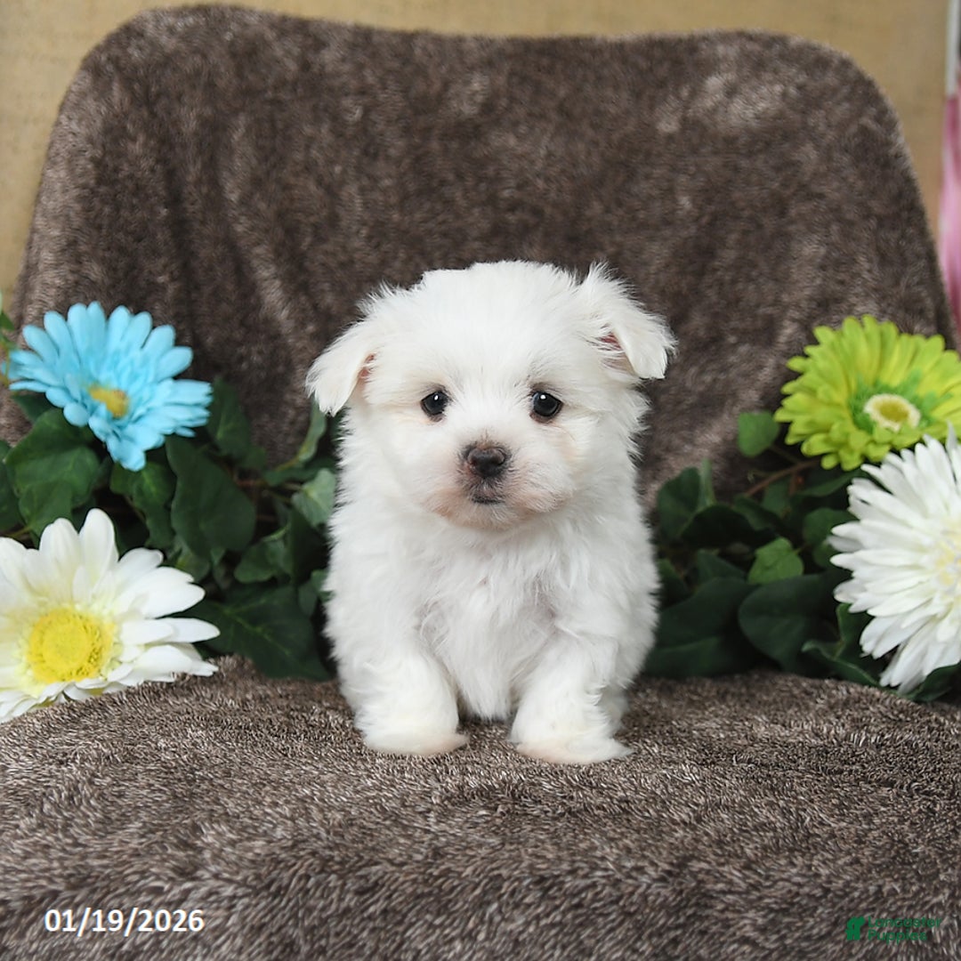 Maltese dogs for sale: Glendon - Ad 2