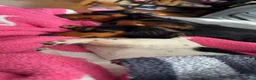 Miniature Dachshund dogs for sale: Miniature Dachshund Puppy 1 - Ad 2
