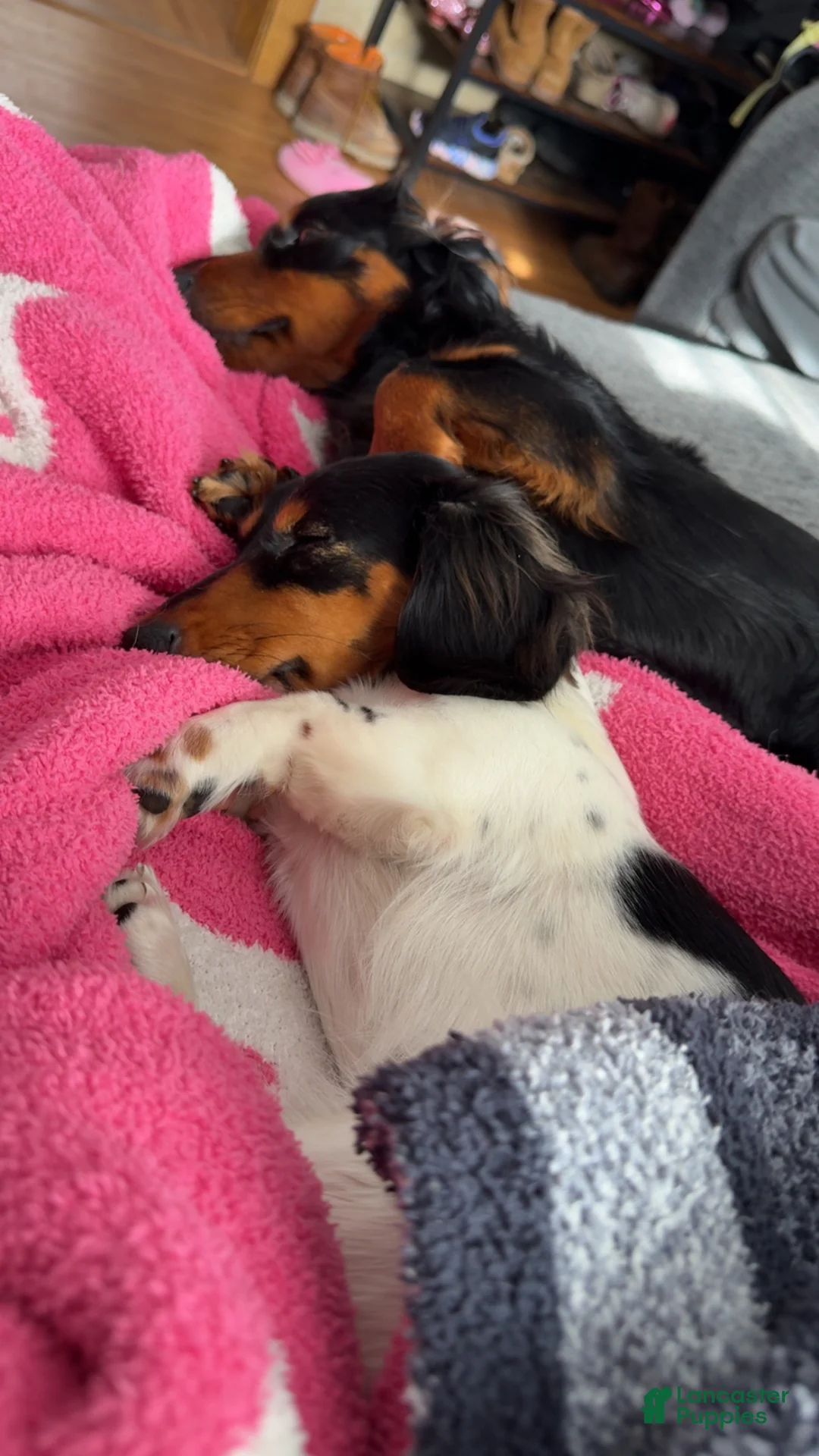Miniature Dachshund dogs for sale: Miniature Dachshund Puppy 1 - Ad 2