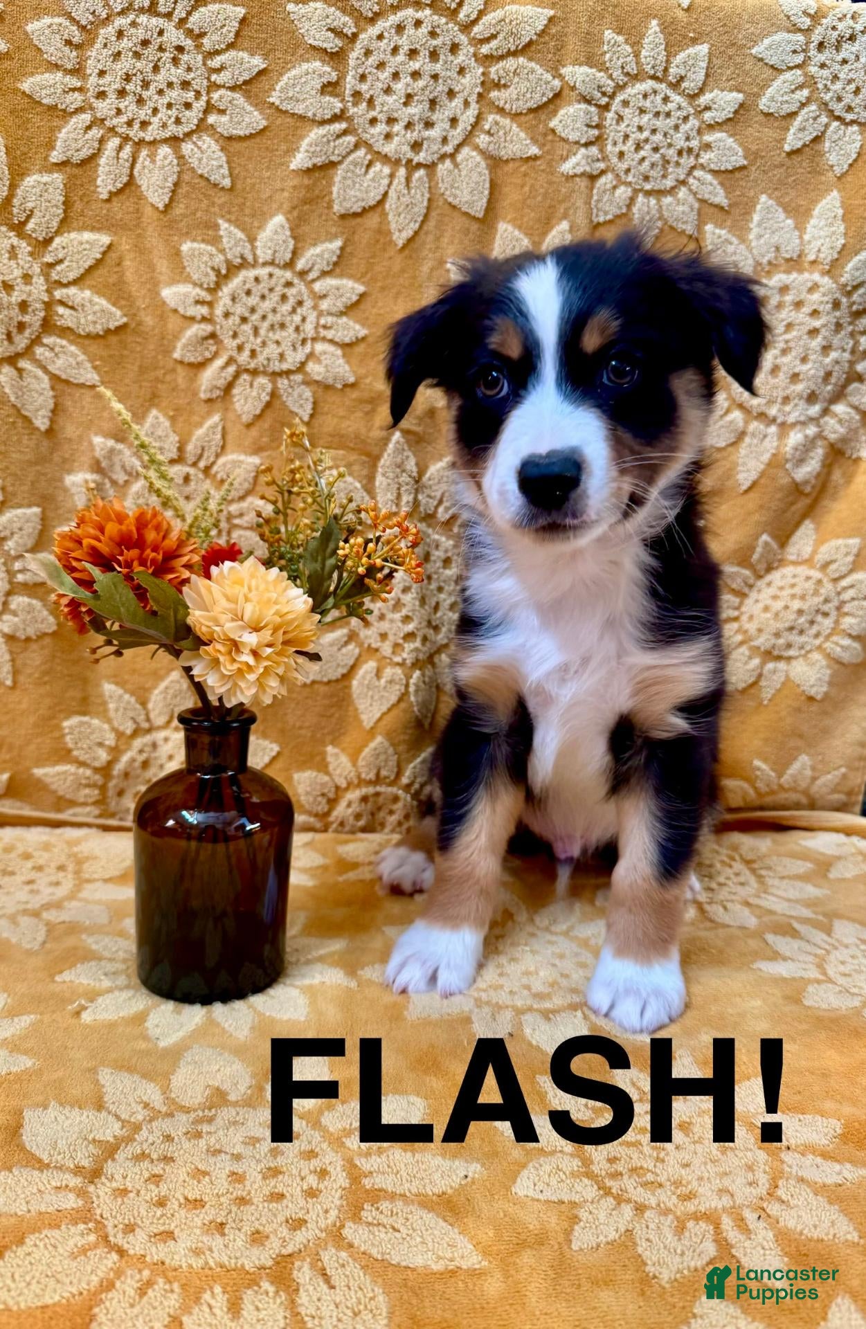 Miniature Australian Shepherd dogs Miniature Australian Shepherd 4 - Ad 1