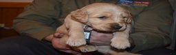 Golden Retriever dogs for sale: Heath - Ad 2