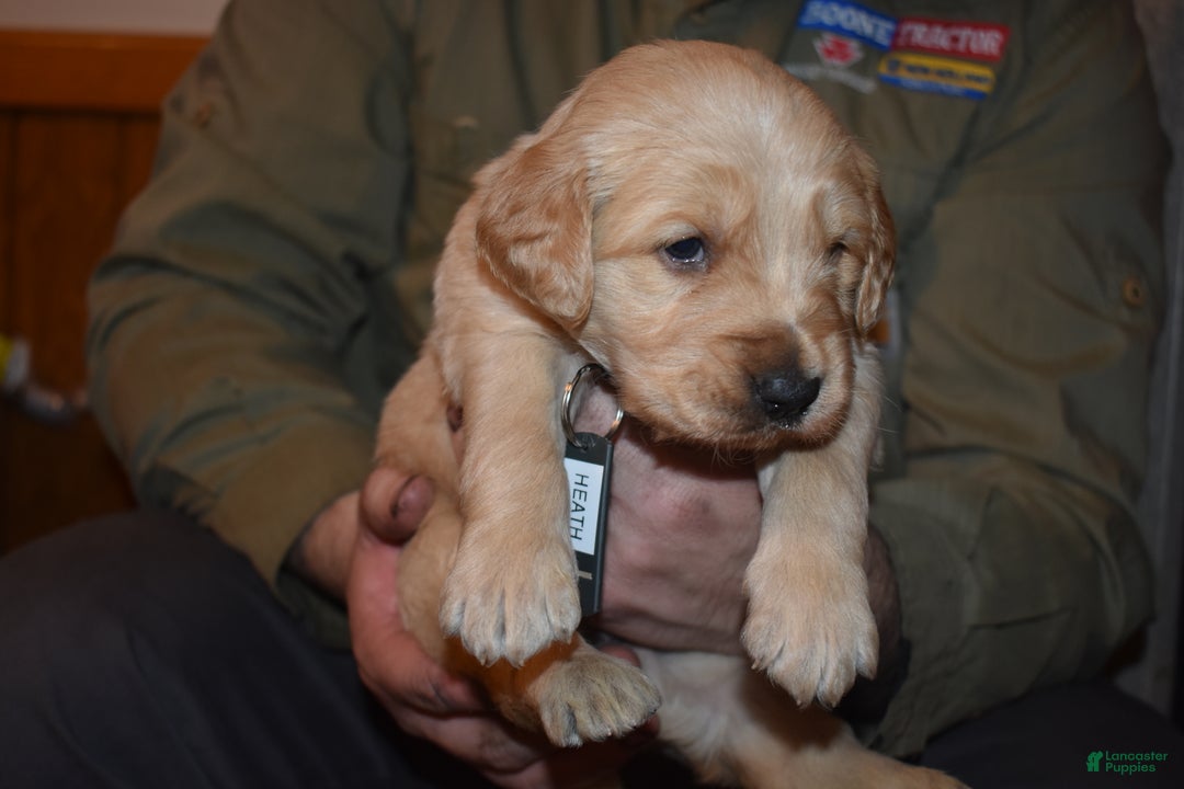 Golden Retriever dogs for sale: Heath - Ad 2