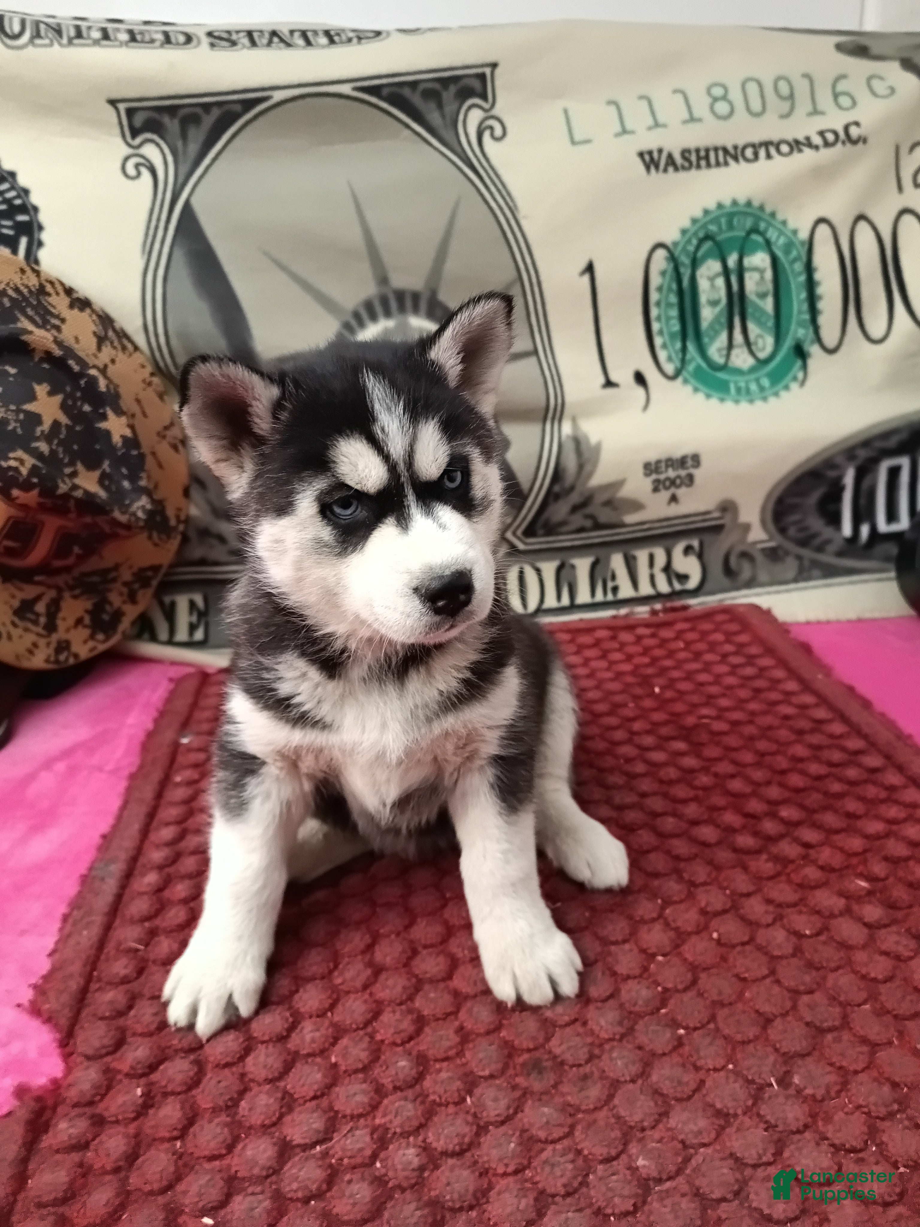 Siberian Husky dogs for sale: Anne - Ad 2
