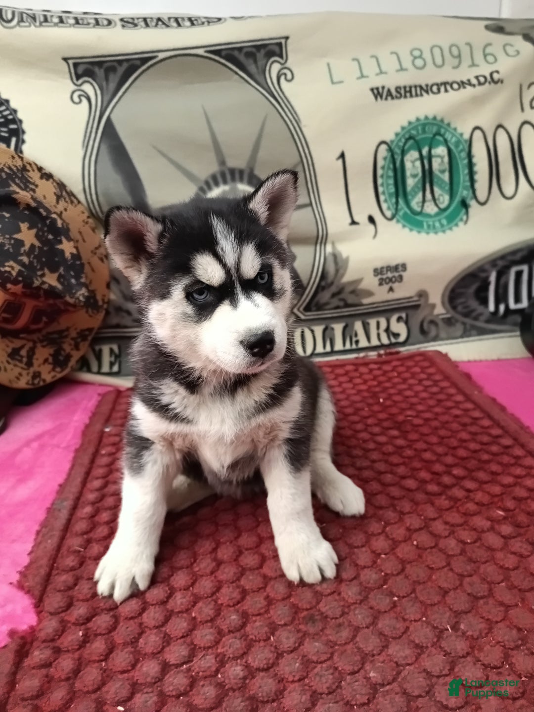 Siberian Husky dogs for sale: Anne - Ad 1
