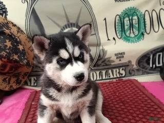 Siberian Husky dogs for sale: Anne - Ad 2