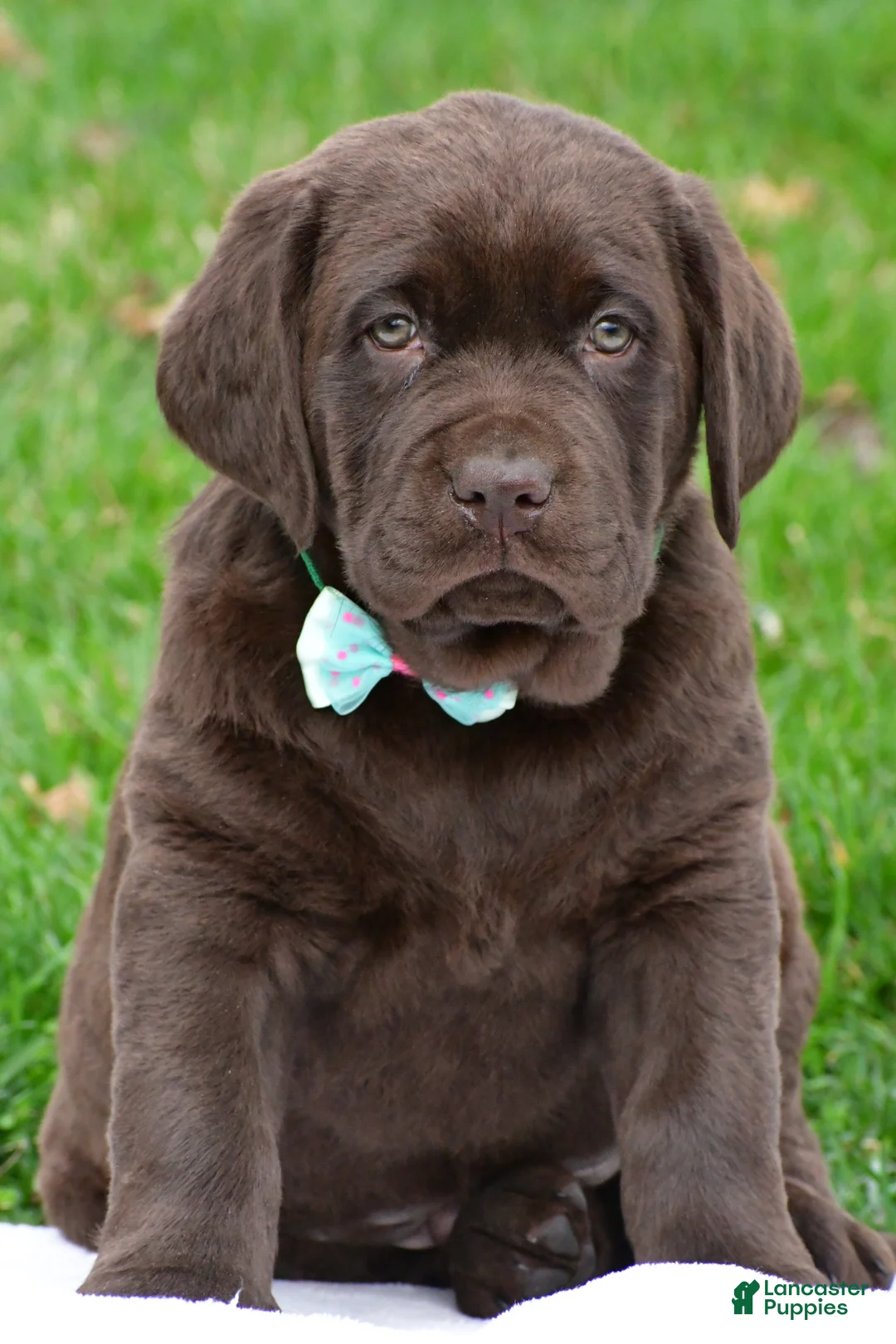 Labrador Retriever dogs for sale: Bruno - Ad 1