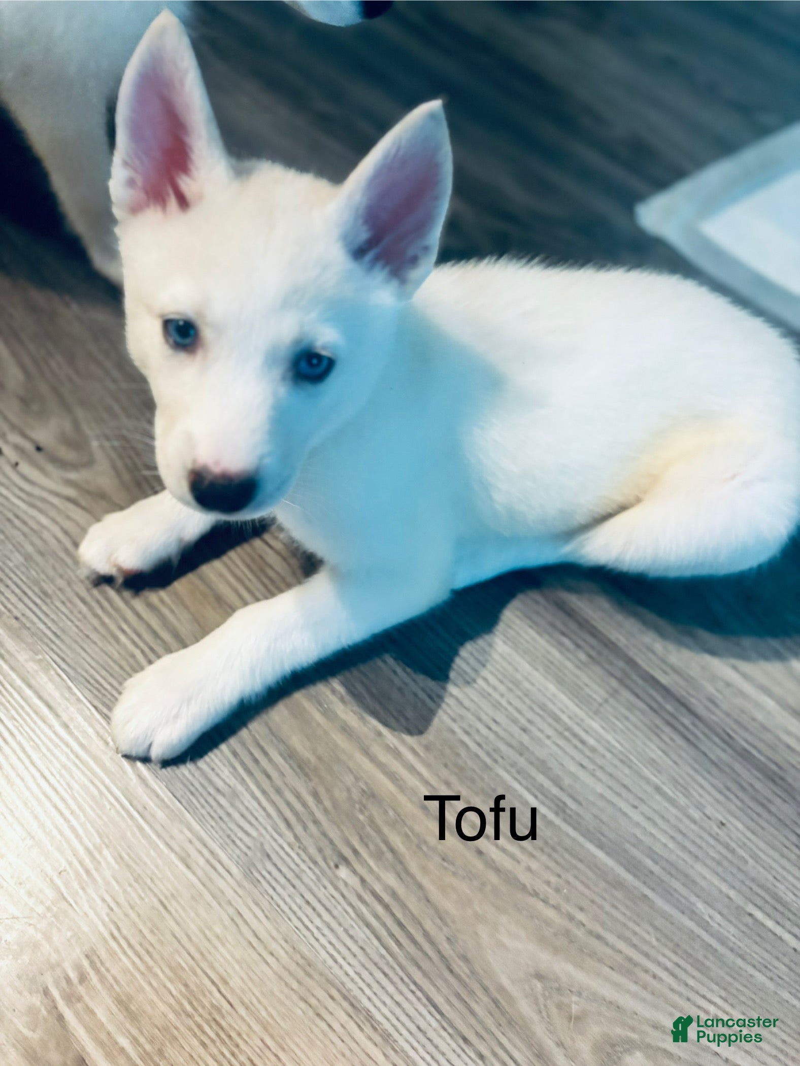 Pomsky dogs Tofu - Ad 38