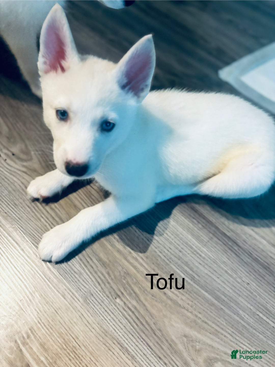 Pomsky dogs for sale: Tofu - Ad 1