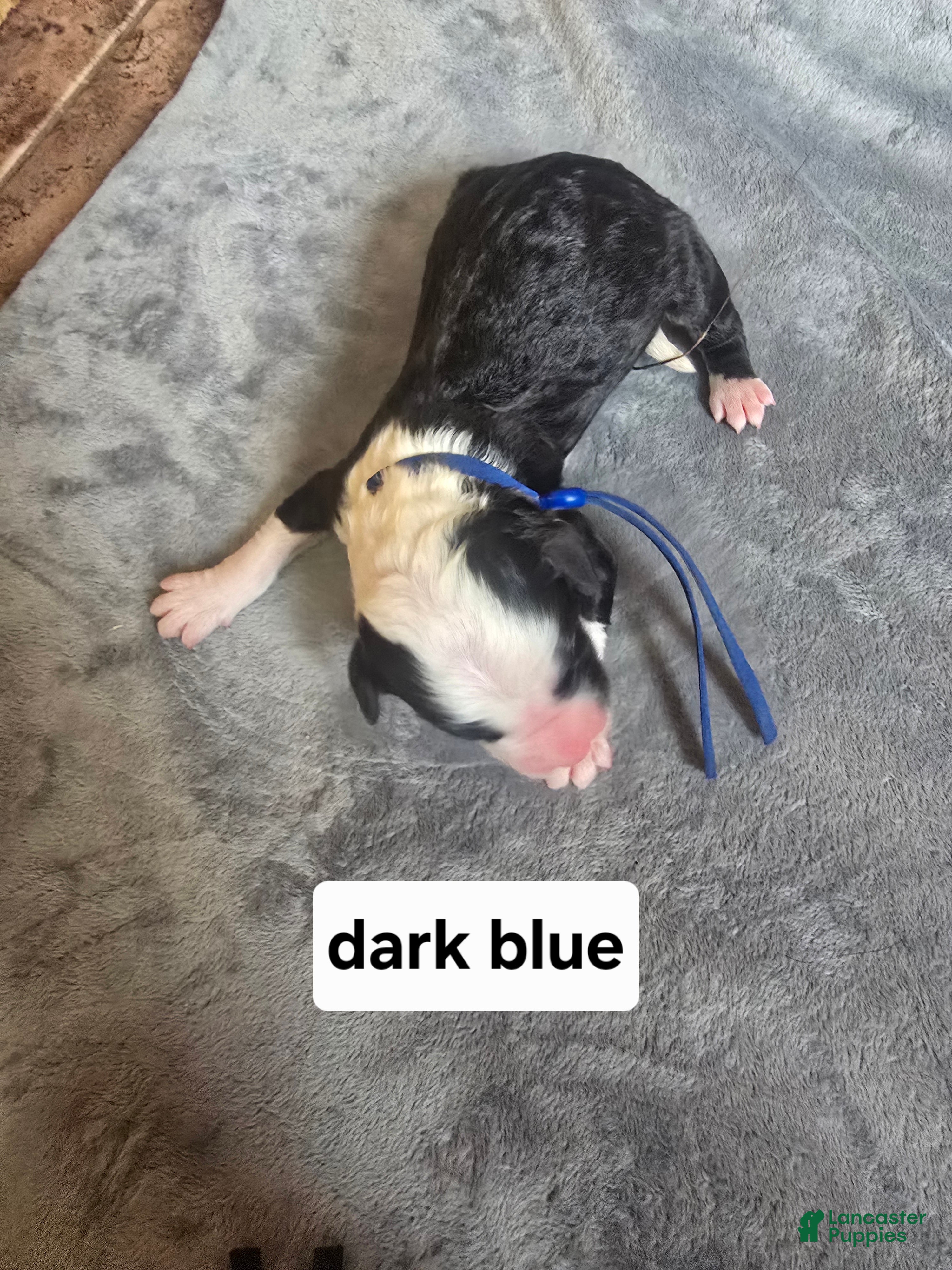 Sheepadoodle dogs Hosta- blue collar  - Ad 16