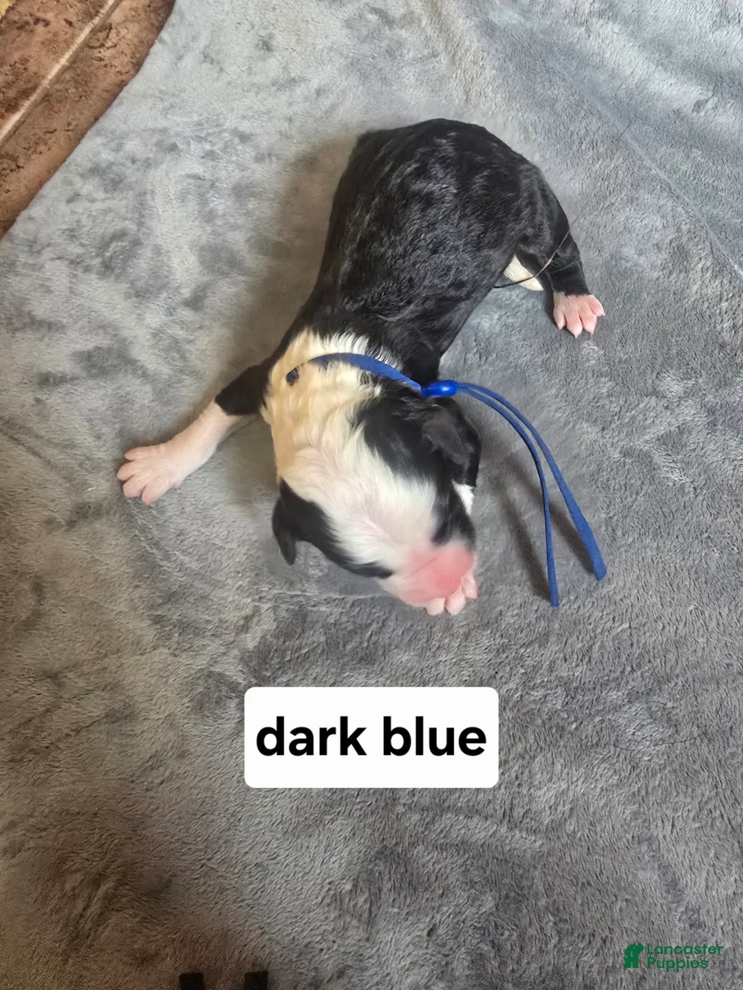 Sheepadoodle dogs for sale: Hosta- blue collar  - Ad 1