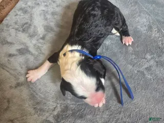 Sheepadoodle dogs Hosta- blue collar - Ad 16