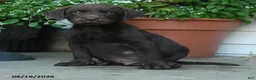 Labrador Retriever dogs for sale: Pesley - Ad 5
