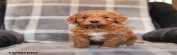 Cavapoo dogs for sale: Ruby - Ad 5