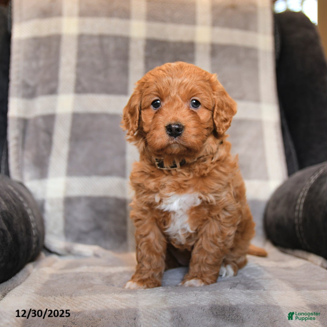 Cavapoo dogs for sale: Ruby - Ad 5