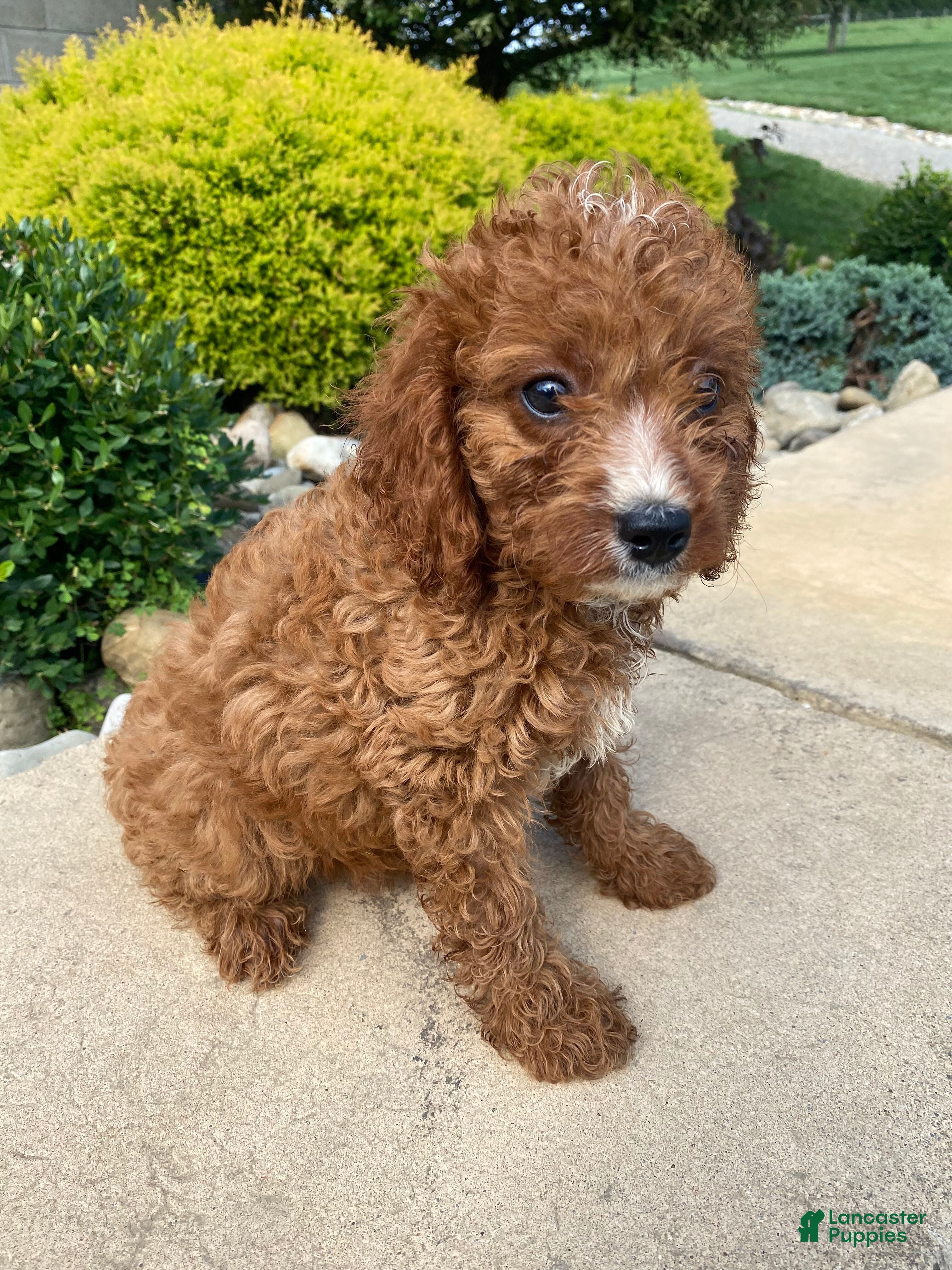Cavapoo dogs Buddy - Ad 1