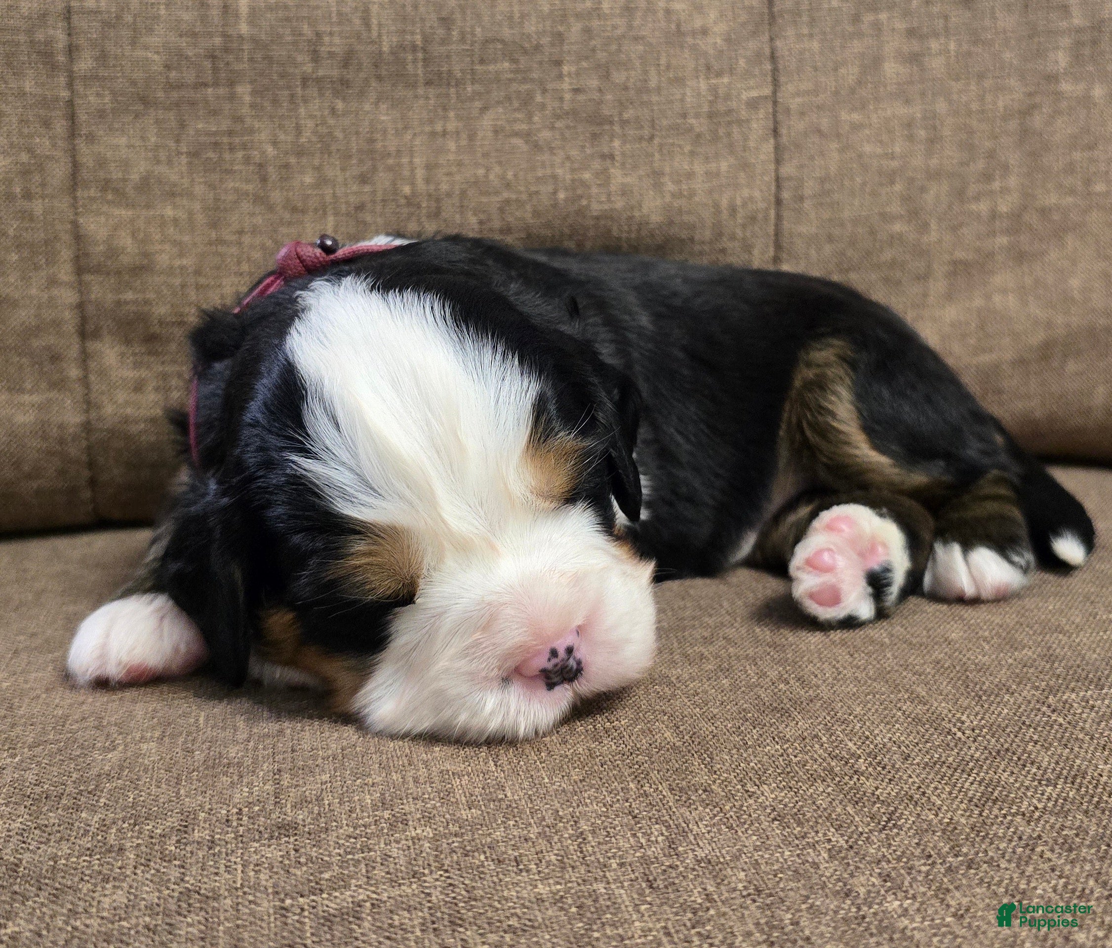 Miniature Bernese Mountain Dog dogs Gimlet [Reserved] - Ad 2